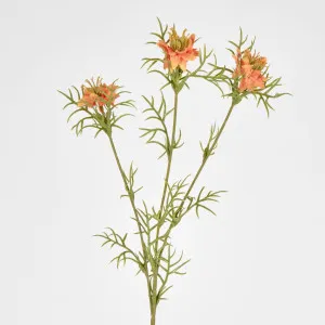Love in the Mist by 3 by Florabelle Living, a Plants for sale on Style Sourcebook