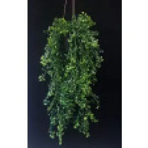 Helxine soleirolii by Florabelle Living, a Plants for sale on Style Sourcebook