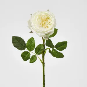 Dianna Real Touch Rose Steam Light Champagne
 60cm by Florabelle Living, a Plants for sale on Style Sourcebook