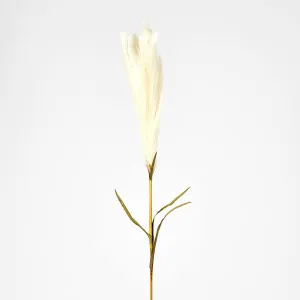 Pampas by Florabelle Living, a Plants for sale on Style Sourcebook