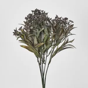 Grey Mini Daisy Bush by Florabelle Living, a Plants for sale on Style Sourcebook