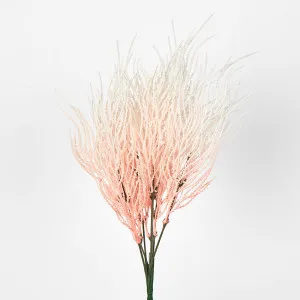 Cream Pink Seed Bush by Florabelle Living, a Plants for sale on Style Sourcebook