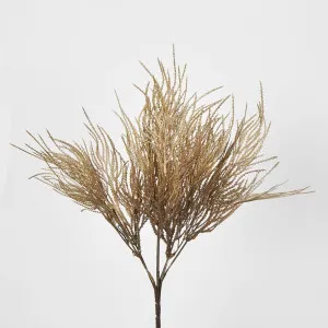Brown Grass Seed Bush Pampass by Florabelle Living, a Plants for sale on Style Sourcebook