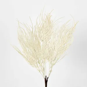 Cream Beige Grass Seed Bush Pampass by Florabelle Living, a Plants for sale on Style Sourcebook