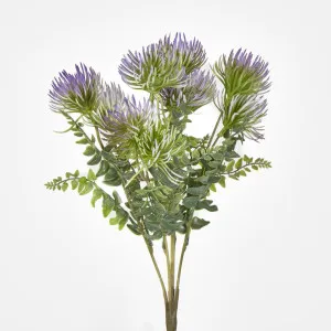 Thistle Bush x 5 by Florabelle Living, a Plants for sale on Style Sourcebook