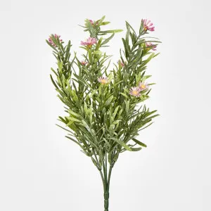 Wild Daisy Bush by Florabelle Living, a Plants for sale on Style Sourcebook
