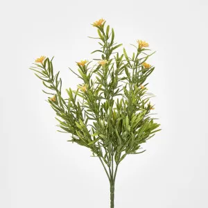 Wild Daisy Bush by Florabelle Living, a Plants for sale on Style Sourcebook