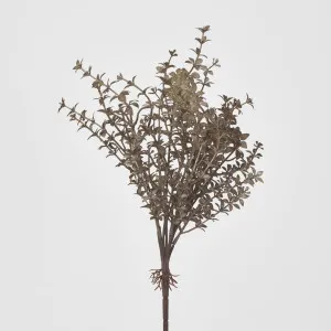 Wild Ruscus Bush by Florabelle Living, a Plants for sale on Style Sourcebook