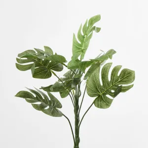 Monstera Bush by Florabelle Living, a Plants for sale on Style Sourcebook