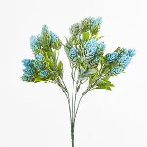 Hop Bush by Florabelle Living, a Plants for sale on Style Sourcebook