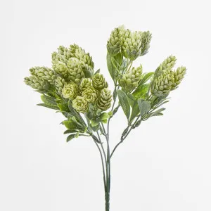 Hop Bush by Florabelle Living, a Plants for sale on Style Sourcebook
