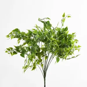 Ruscus Bush by Florabelle Living, a Plants for sale on Style Sourcebook