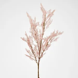 Pampas by Florabelle Living, a Plants for sale on Style Sourcebook