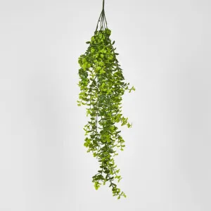 Hanging Buxus Greenery by Florabelle Living, a Plants for sale on Style Sourcebook