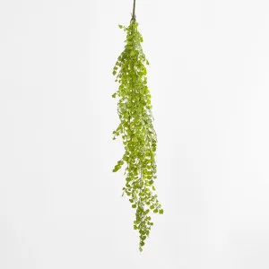 Button Hanging Fern by Florabelle Living, a Plants for sale on Style Sourcebook