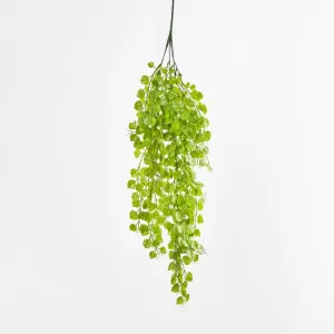 Hanging Buxus Greenery by Florabelle Living, a Plants for sale on Style Sourcebook