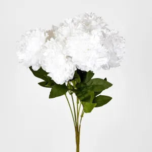 Peony Bush x 7 by Florabelle Living, a Plants for sale on Style Sourcebook