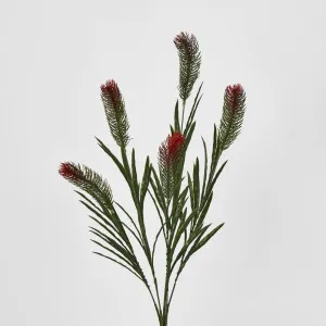 BottleBrush by Florabelle Living, a Plants for sale on Style Sourcebook