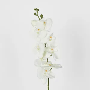 Moth Orchid by Florabelle Living, a Plants for sale on Style Sourcebook