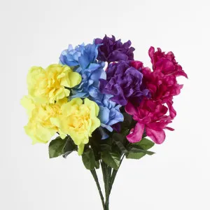 Dahlia Bush Sold in Box Qty Only by Florabelle Living, a Plants for sale on Style Sourcebook