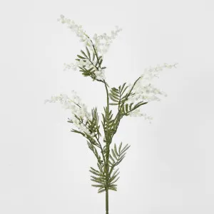 White Austalian Wattle by Florabelle Living, a Plants for sale on Style Sourcebook