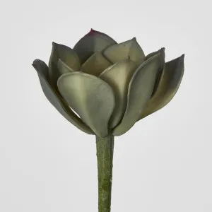 Echeveria fimbriata Succulent by Florabelle Living, a Plants for sale on Style Sourcebook