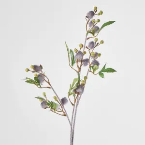 Blue Blackwood Wattle Acacia melanoxylon by Florabelle Living, a Plants for sale on Style Sourcebook