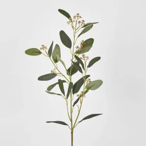 Eucalyptus Spray with Seed by Florabelle Living, a Plants for sale on Style Sourcebook