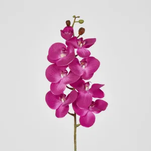 Purple Phalaenopsis Orchid 7 Flowers one Bud by Florabelle Living, a Plants for sale on Style Sourcebook