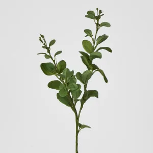Green Spinning Gum Spray by Florabelle Living, a Plants for sale on Style Sourcebook