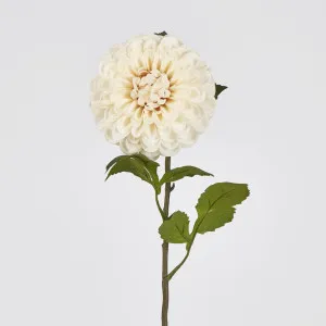 Single Ball Dahlia 74CM Cream by Florabelle Living, a Plants for sale on Style Sourcebook