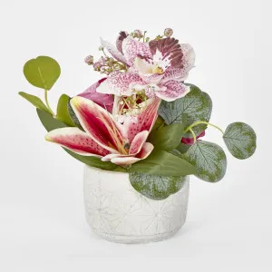 Rose Cymbidium Lily In Pot 6 Assorted Colours Purple Yellow Light Pink by Florabelle Living, a Plants for sale on Style Sourcebook