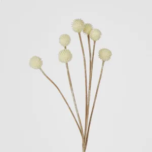 Cream Dried Billy Button Spray x 7 Craspedia by Florabelle Living, a Plants for sale on Style Sourcebook