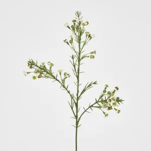 Wax Flower Cream 64CM by Florabelle Living, a Plants for sale on Style Sourcebook