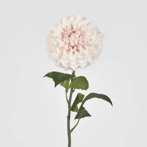 Single Ball Dahlia 74CM Light Pink by Florabelle Living, a Plants for sale on Style Sourcebook