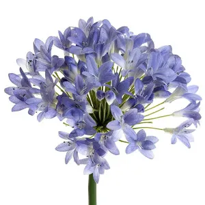 Agapanthus 94cm Lavender Blue by Florabelle Living, a Plants for sale on Style Sourcebook