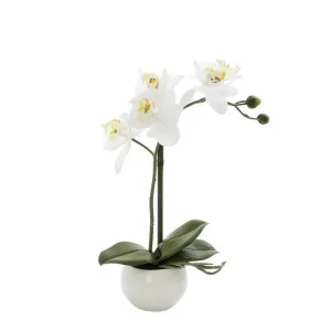Orchid in White Pot 35cm White by Florabelle Living, a Plants for sale on Style Sourcebook