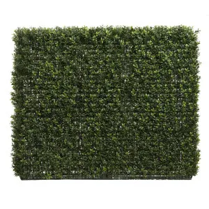 Boxwood Hedge 75x100cm by Florabelle Living, a Plants for sale on Style Sourcebook
