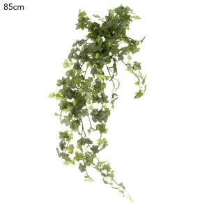 Ivy Bush Hanging Vine 85cm by Florabelle Living, a Plants for sale on Style Sourcebook