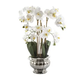 Potted Orchid in Silver Bowl Large 68cm White by Florabelle Living, a Plants for sale on Style Sourcebook