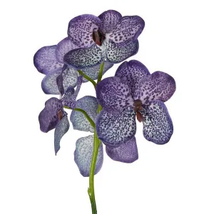 Vanda Orchid Stem 66cm Purple by Florabelle Living, a Plants for sale on Style Sourcebook