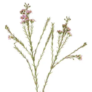 Wax Flower Spray 84cm Pink by Florabelle Living, a Plants for sale on Style Sourcebook