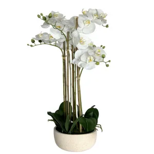 Orchid Potted Real Touch 71cm White by OneWorld Collection, a Plants for sale on Style Sourcebook