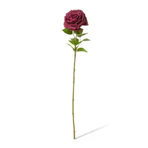Rose Garden Stem (RT) - 22 x 14 x 66cm by null, a Plants for sale on Style Sourcebook
