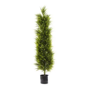 Cypress Pine 1.5m by Florabelle Living, a Plants for sale on Style Sourcebook