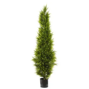 Cypress Pine 1.8m by Florabelle Living, a Plants for sale on Style Sourcebook