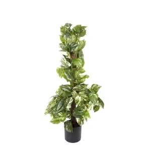 Pothos Vines on Coconut Pole 90cm by Florabelle Living, a Plants for sale on Style Sourcebook