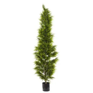 Cypress Pine 2m by Florabelle Living, a Plants for sale on Style Sourcebook