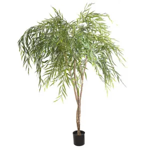 Willow Tree 1.8m by Florabelle Living, a Plants for sale on Style Sourcebook