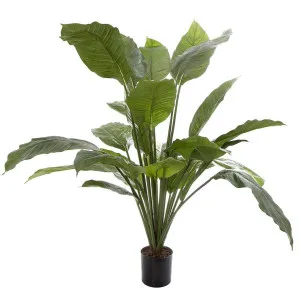 Spathiphyllum Potted 1m by Florabelle Living, a Plants for sale on Style Sourcebook
